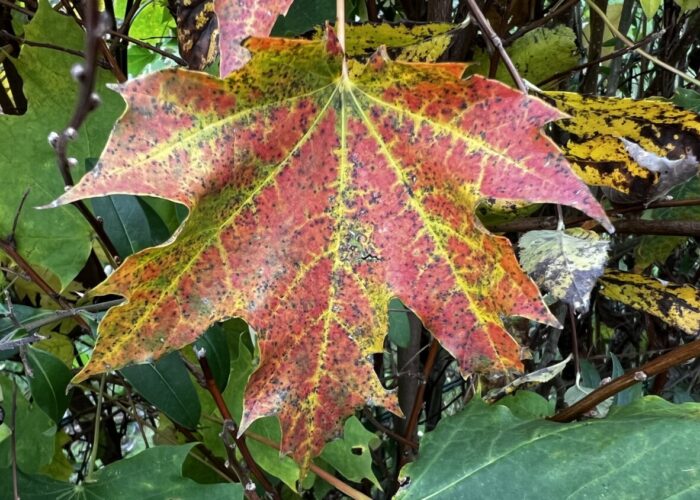 ein buntes Herbstblatt